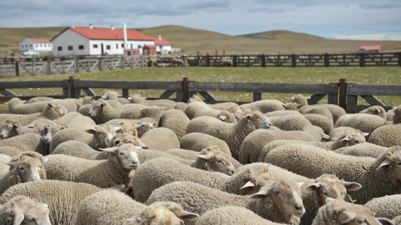 Desarrollan un alimento balanceado para ovinos patagónicos